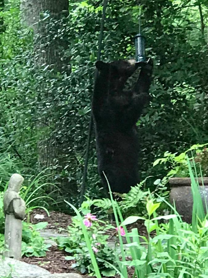 Lazy Bear Lodge Valle Crucis Екстериор снимка