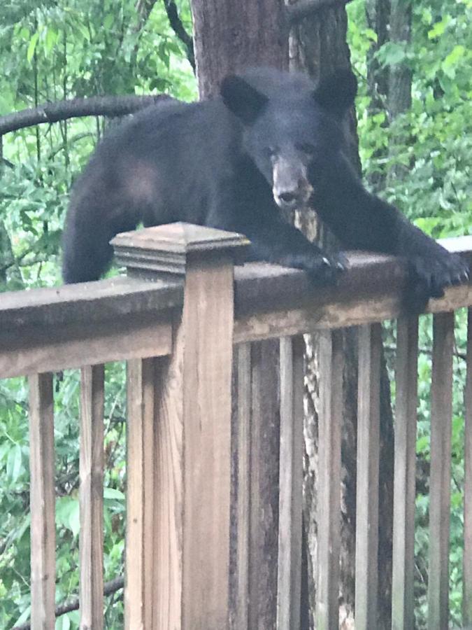 Lazy Bear Lodge Valle Crucis Екстериор снимка